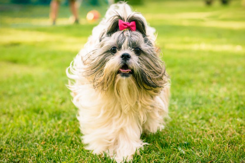 Shih Tzu dog breed information & cost