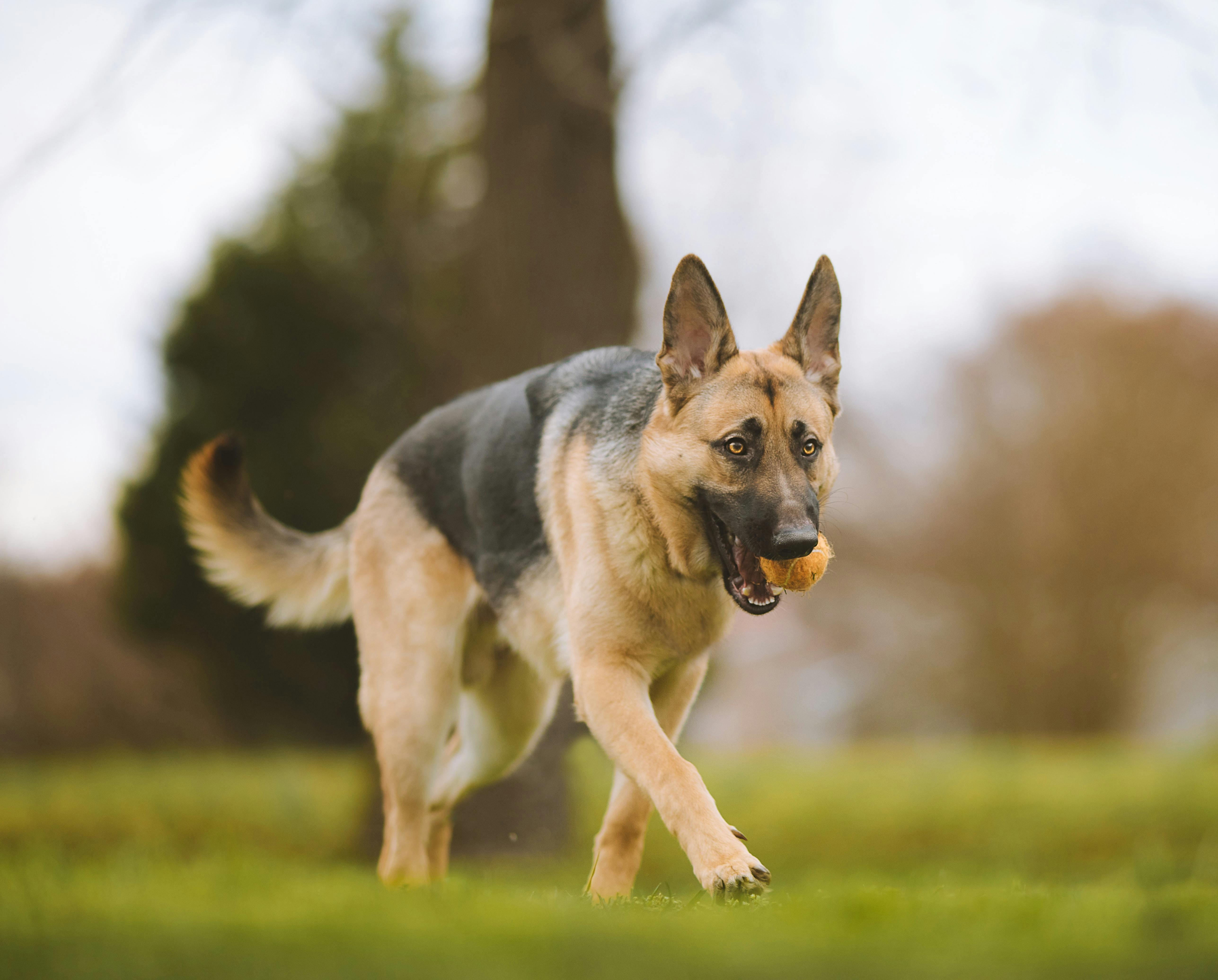 Cost of best sale purebred dogs