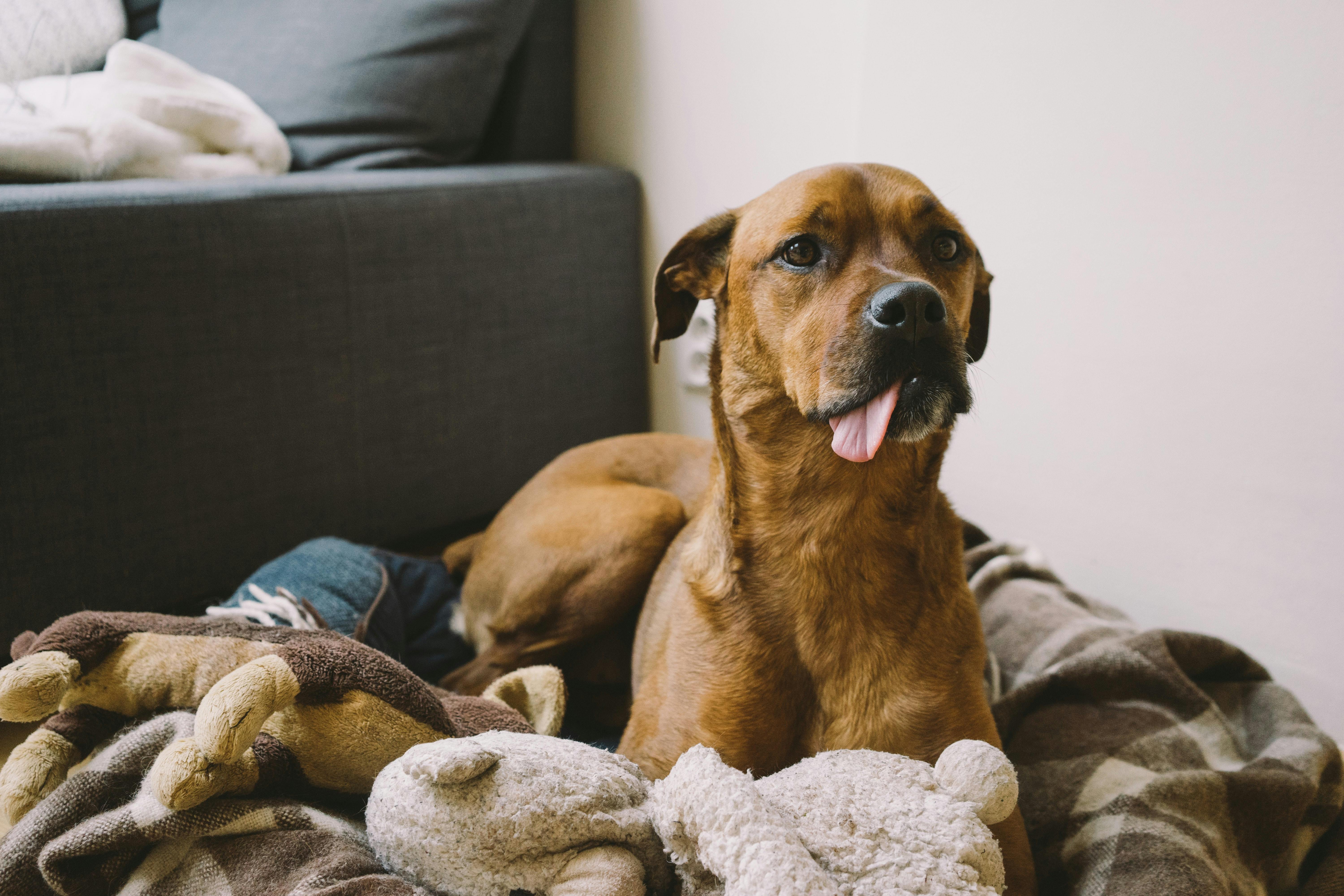 can humidity affect dogs