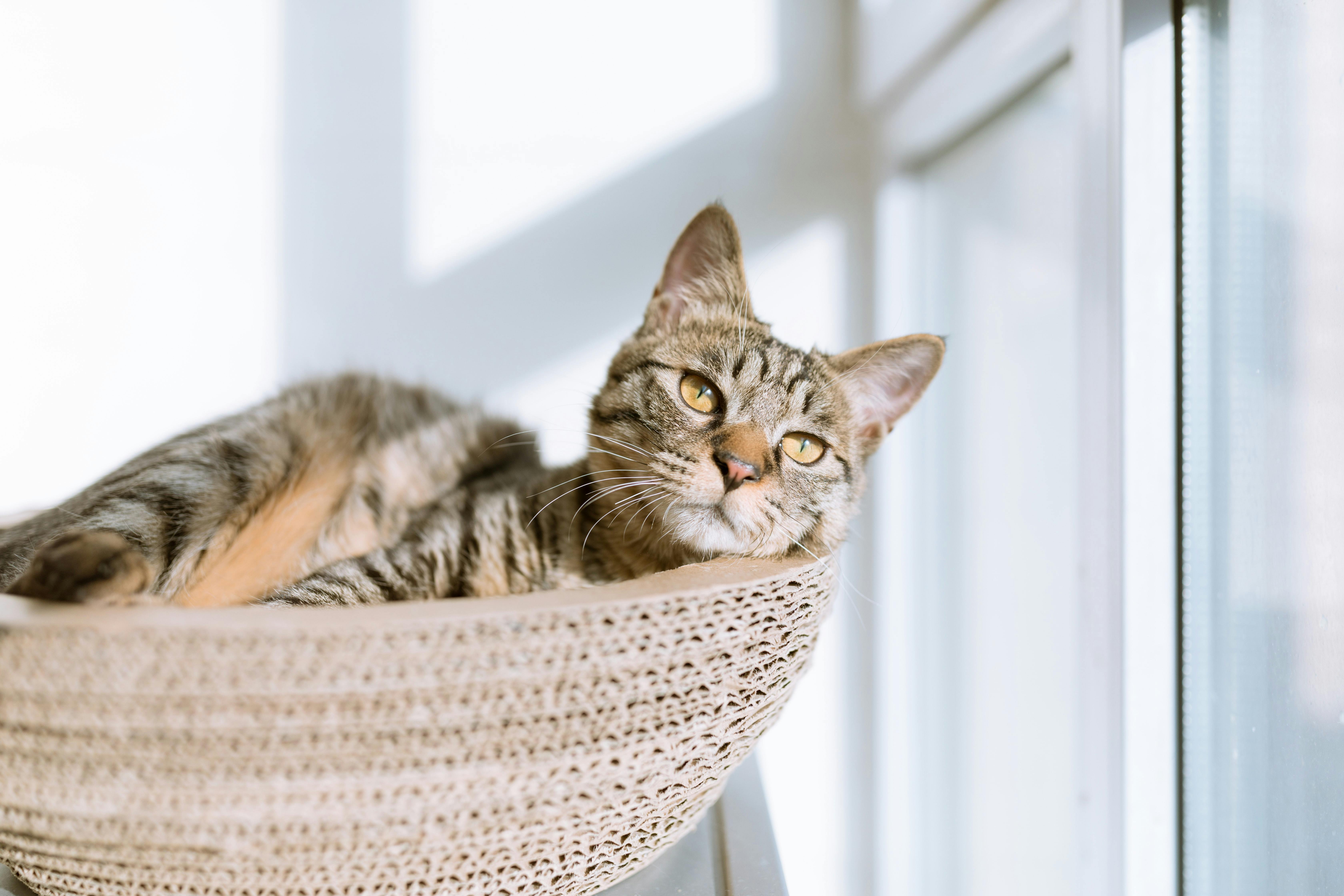 Signs of Heat in Cats