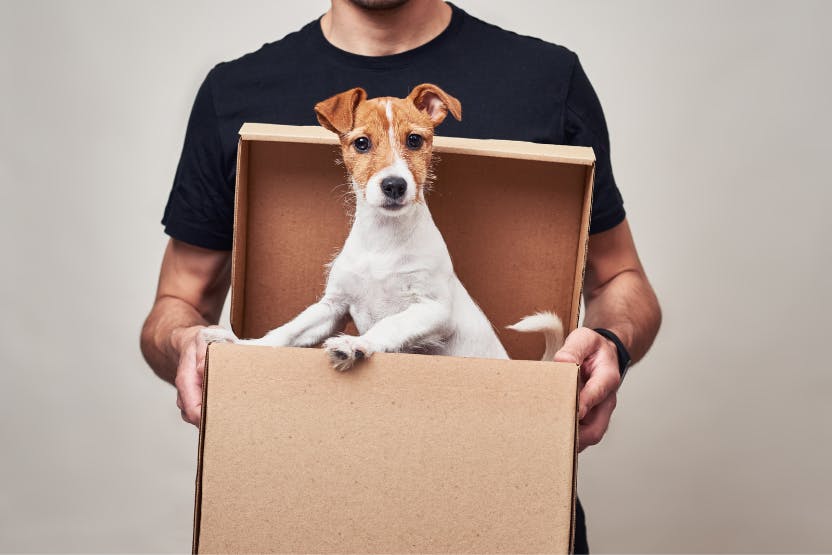 Steps to store buying a dog