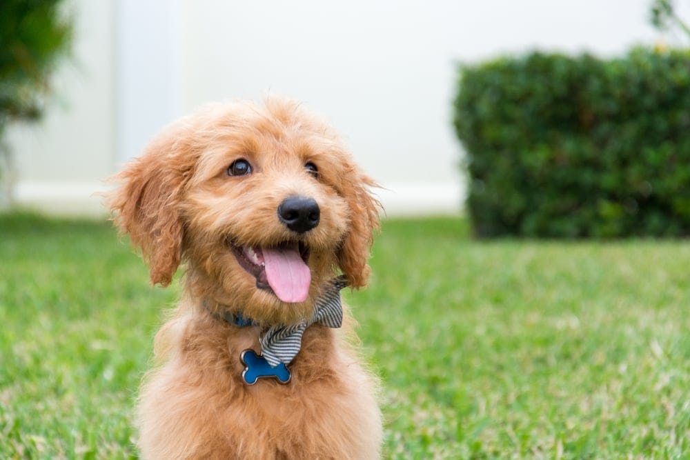 Top Dog Breeds For Seizures Goldendoodle 