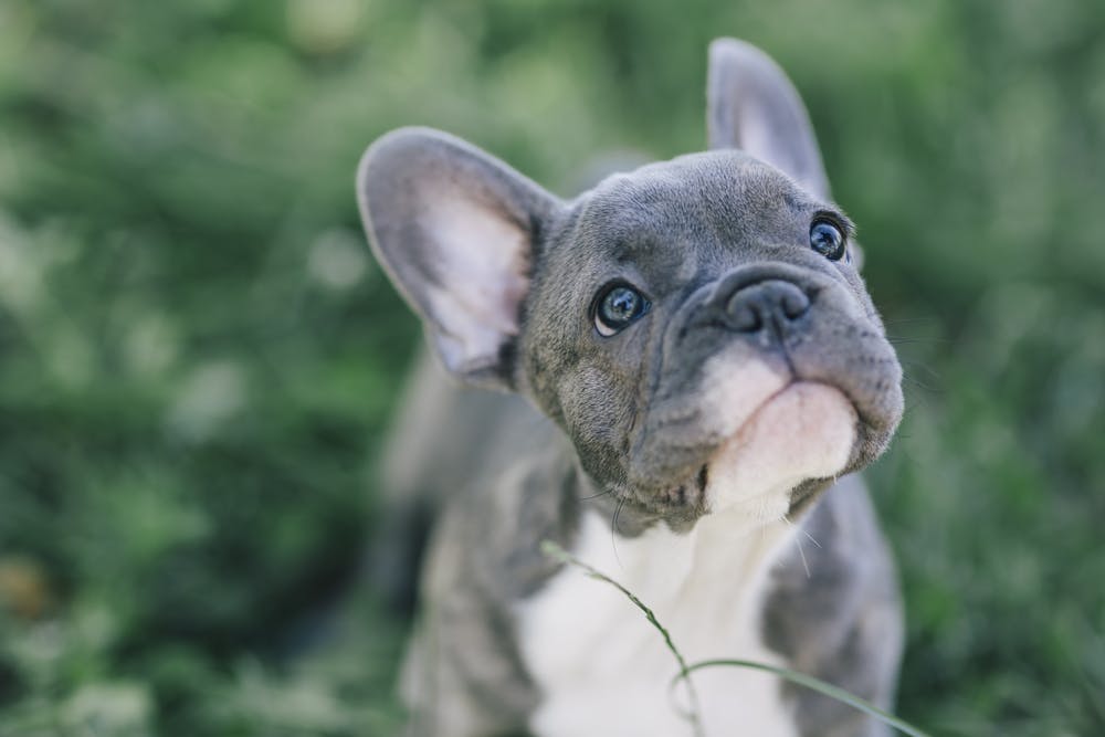 how often do you bathe french bulldogs