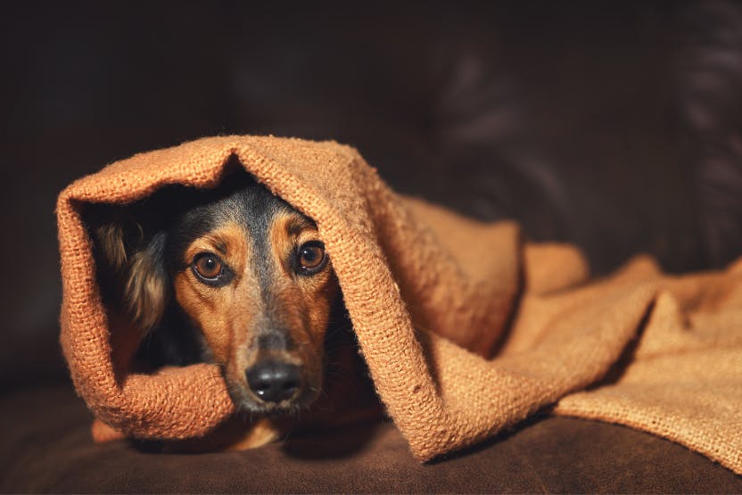 Cure dog clearance anxiety