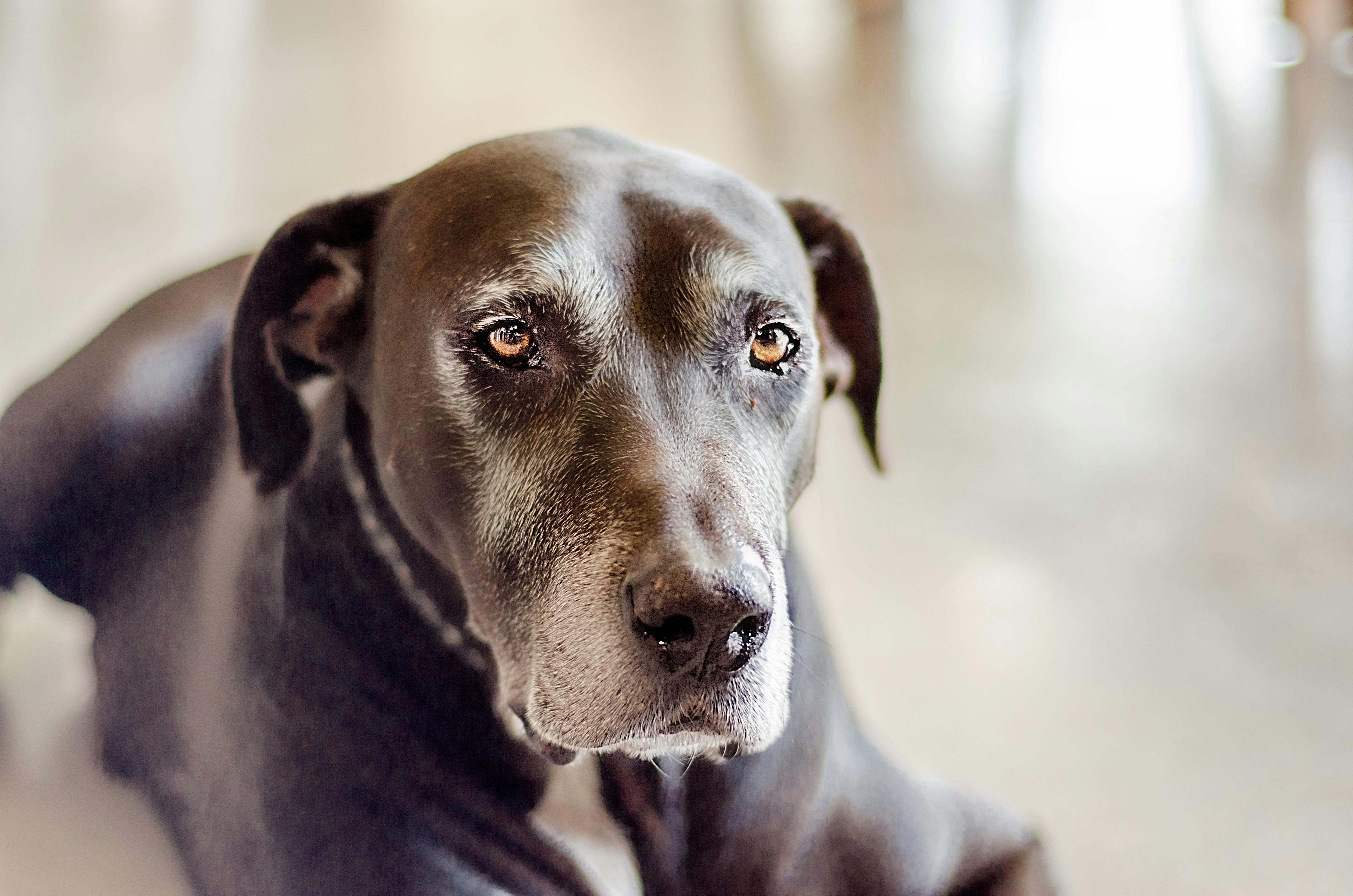 wellness-benefits-of-doggy-daycare-for-adult-dogs-hero-image