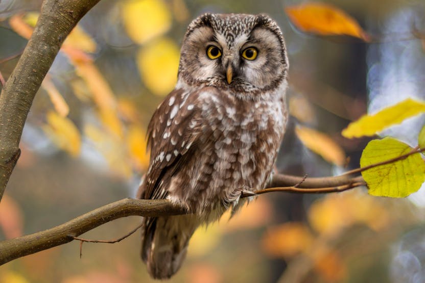 great horned owl eating cat