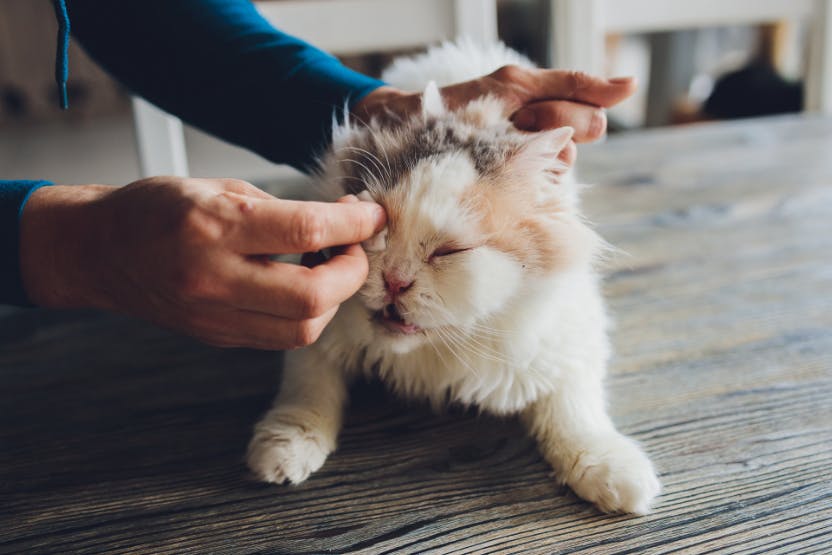 cat eye leaking pus