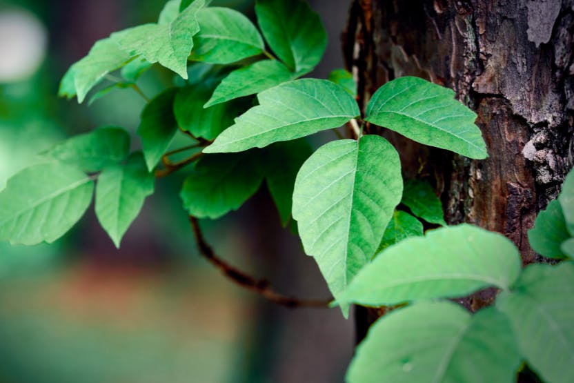 how to get poison ivy off dogs