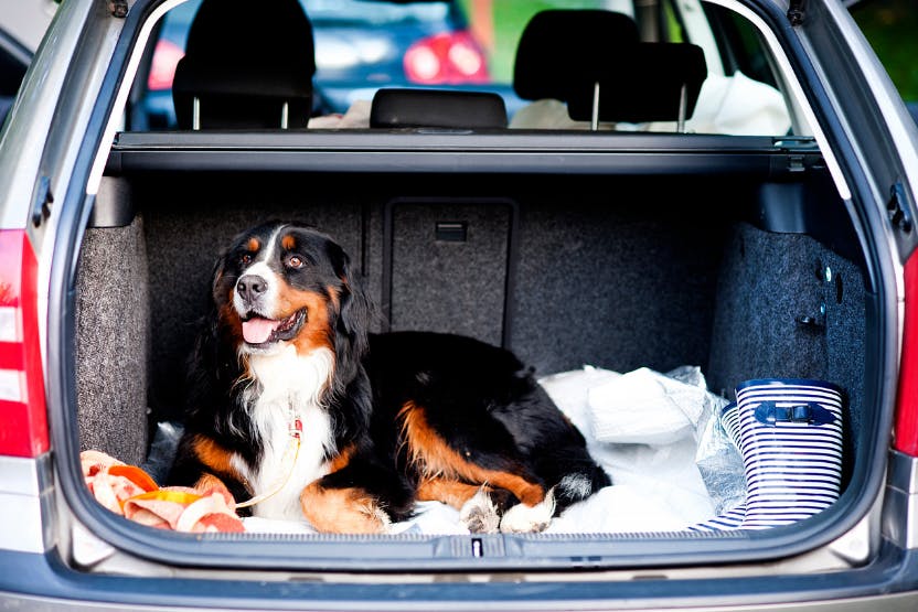 How to Prevent Your Dog from Getting Injured in a Car Accident