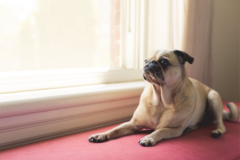 Why Do Pugs Look Unhappy?