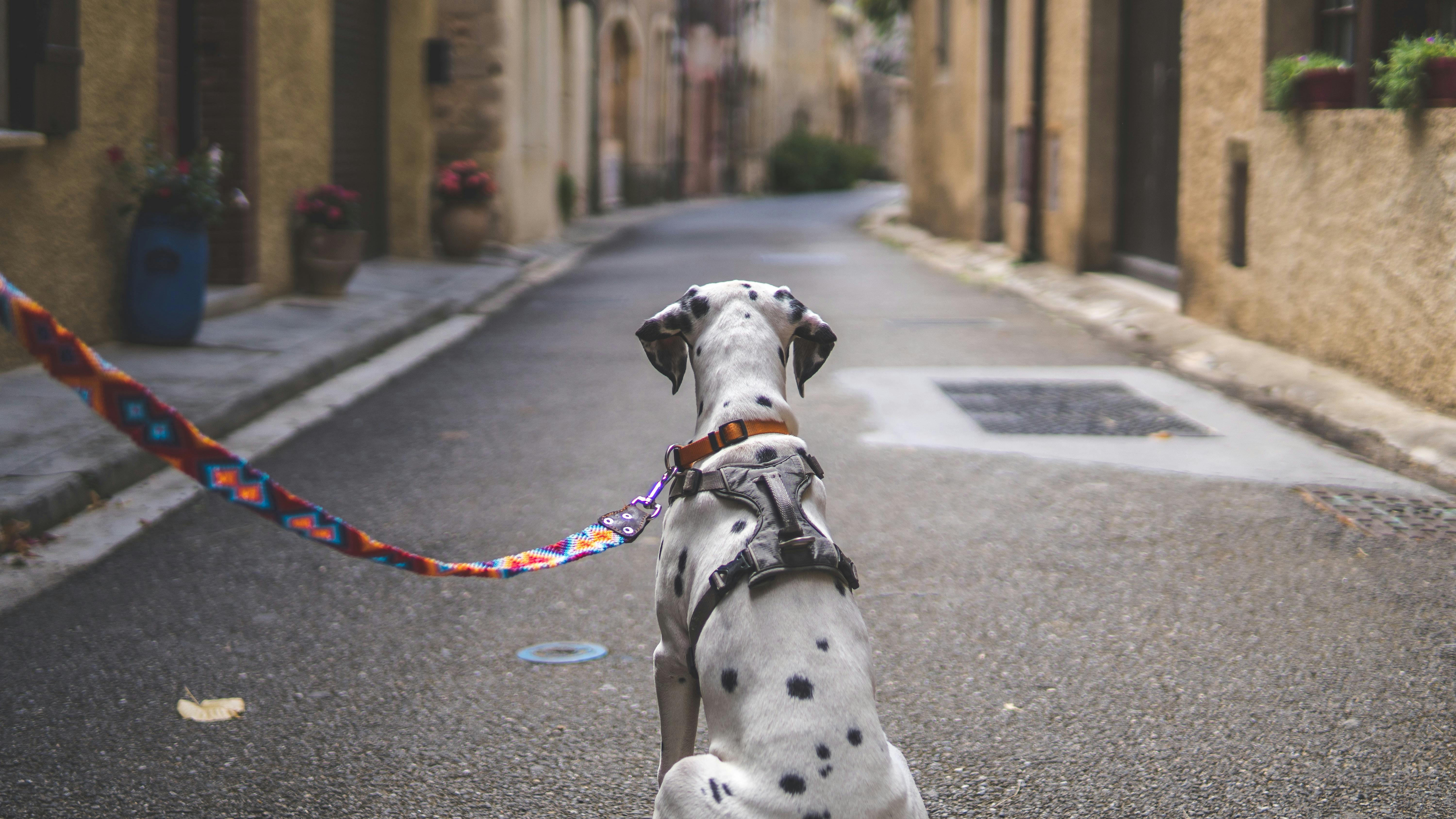 Does Your Dog Pull on Leash? Here's a Step-by-Step Guide to Getting Them to  Walk Nicely – 3 Lost Dogs