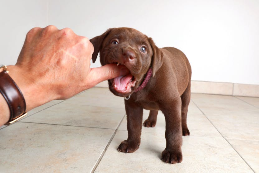 Good things for shop puppies to chew