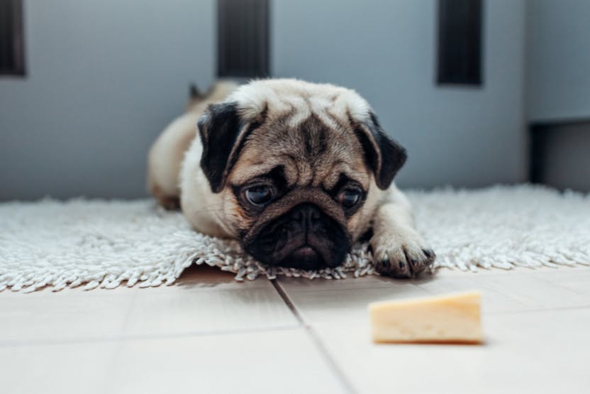 Why Are Pugs Picky Eaters