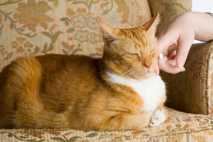 wellness-how-to-pet-your-cat-the-right-way-hero-image
