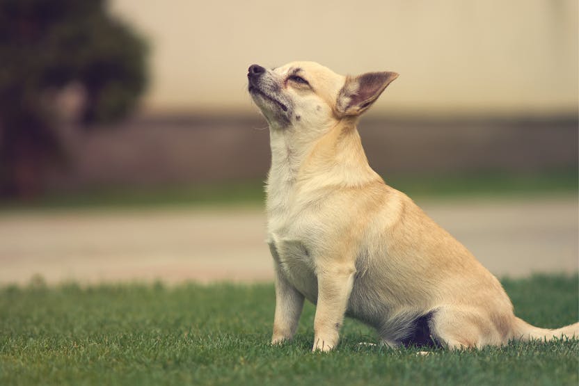 How to Protect Your Small Dog from Birds of Prey