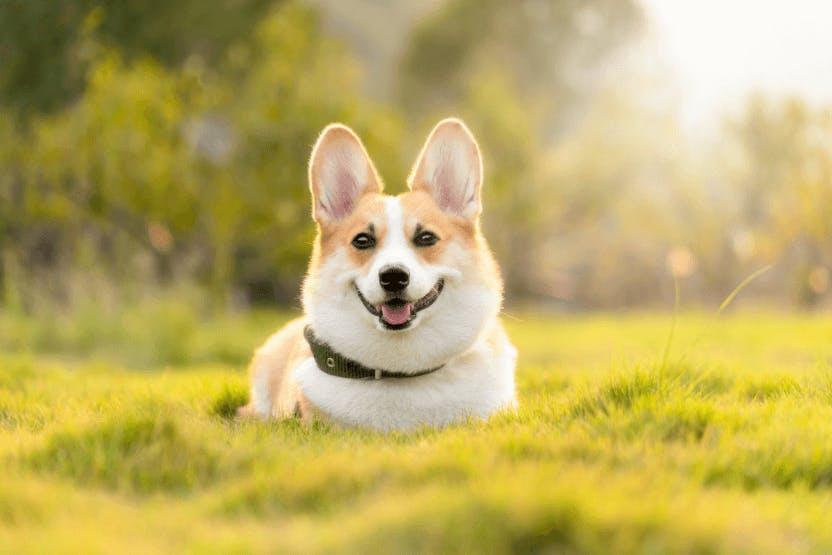 welsh corgi full grown