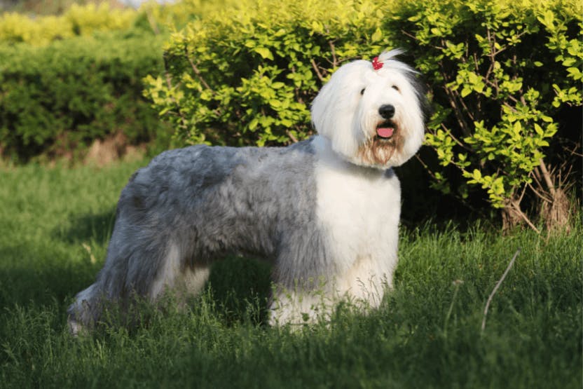 Viejo Pastor Ingles Adulto  Old english sheepdog, English