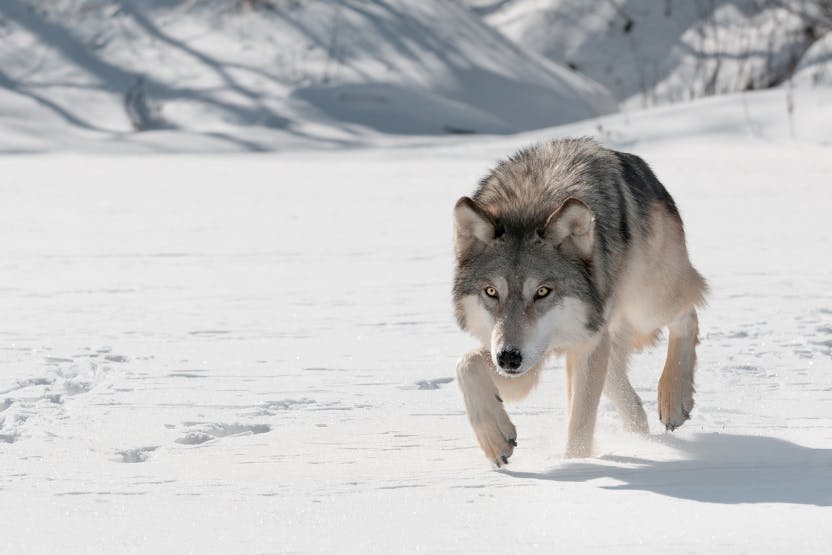 How to Protect Dogs from Wolves