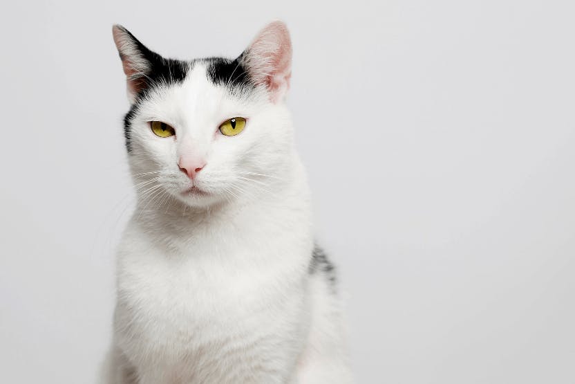 Male cat in store heat after neutering