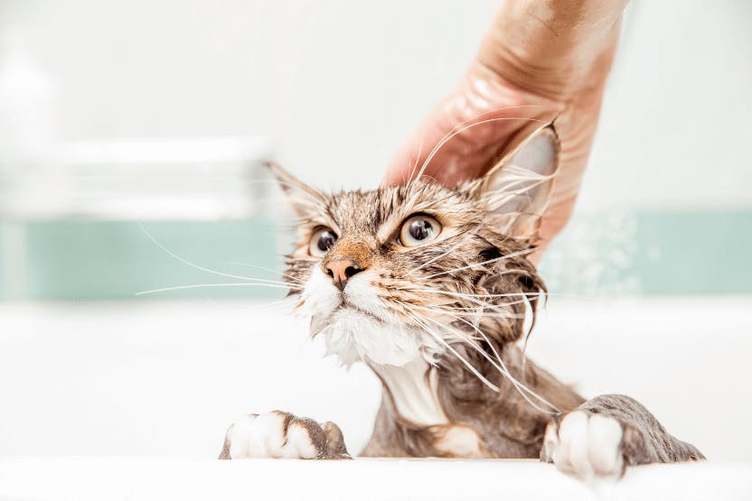 wellness-do-cats-need-baths-hero-image