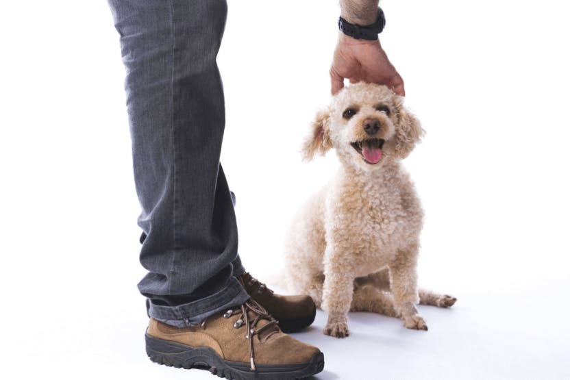 https://images.wagwalkingweb.com/media/care/hero/1646103673.1034768/how-to-pet-your-dog-the-right-way.png