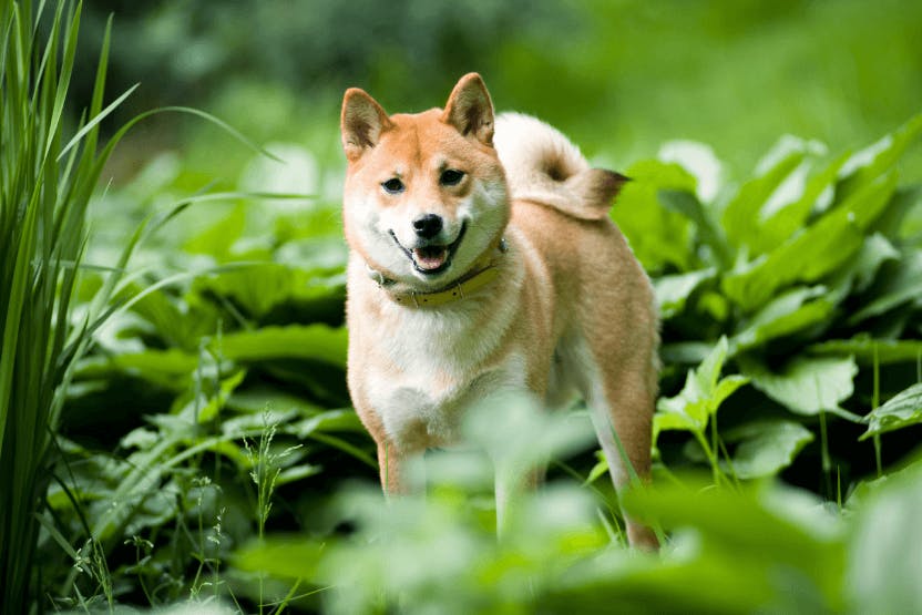 Best dry dog outlet food for shiba inu