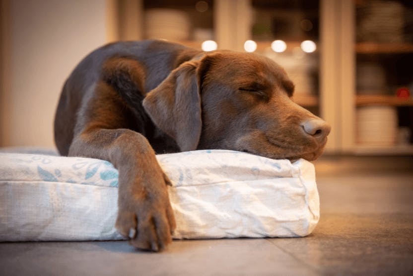 wellness-how-often-should-dogs-sleep-hero-image