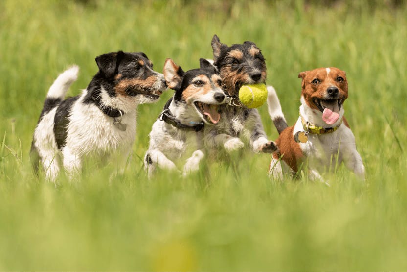 Different Dogs, Different Exercise Needs