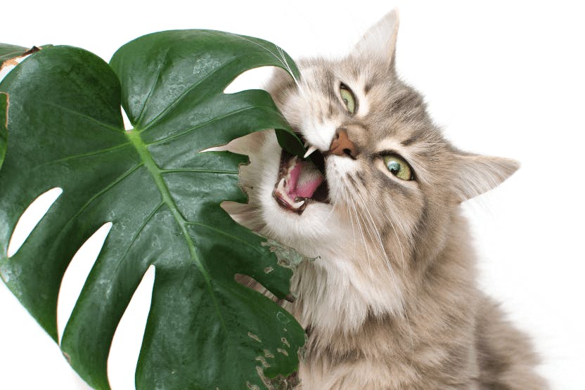 wellness-top-10-most-common-poisonous-substances-for-cats-hero-image