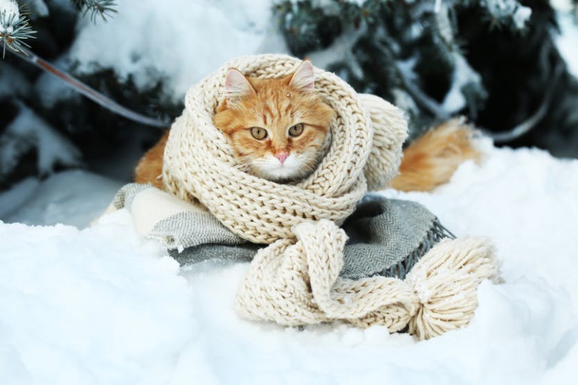 Care for Cats in Cold Weather