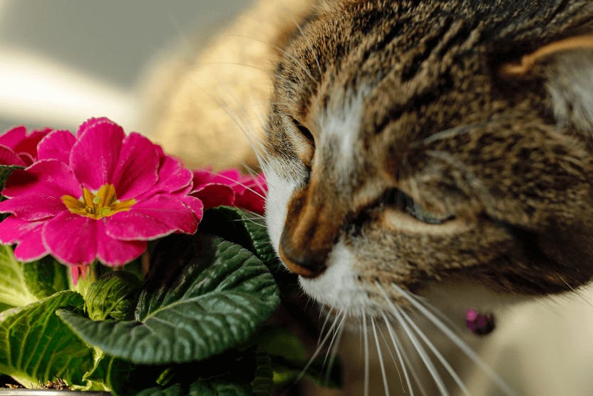 Home remedies clearance for poisoned cat