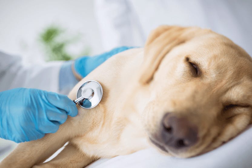 Dog food poisoning clearance remedy