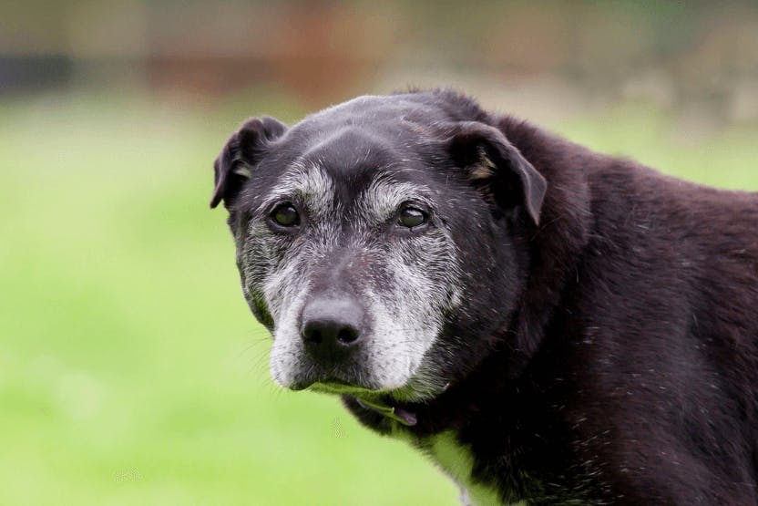 how old are elderly dogs