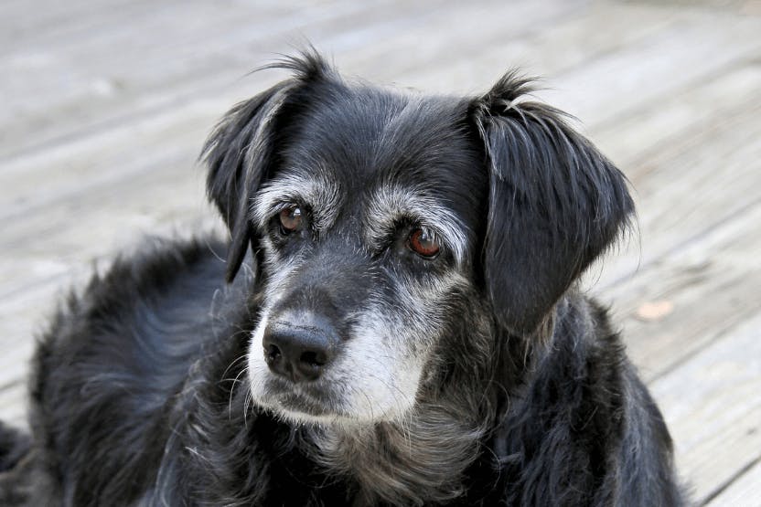 wellness-5-common-neurological-conditions-in-elderly-dogs-hero-image