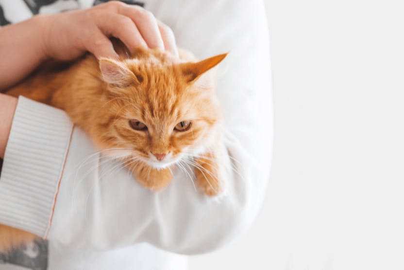 wellness-how-to-decide-between-adopting-a-kitten-or-an-older-cat-hero-image