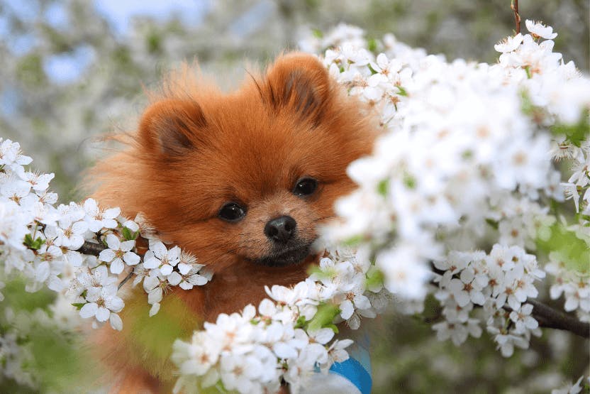 wellness-tips-for-keeping-your-dog-healthy-this-spring-hero-image