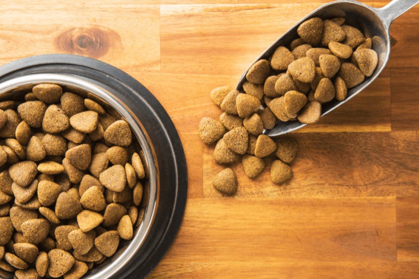 which dog food is best