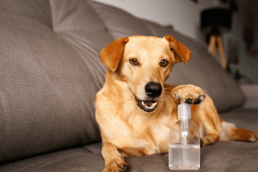 wellness-are-hand-sanitizers-poisonous-to-pets-hero-image