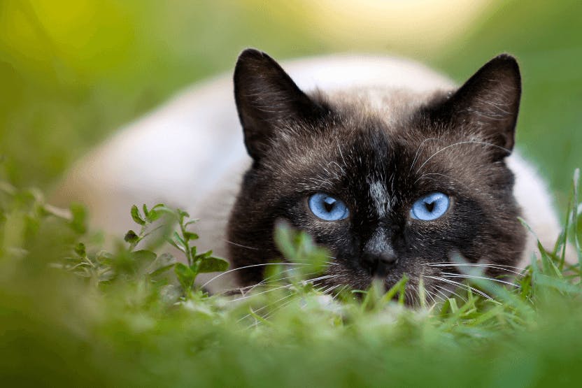 New Zealand, eliminate cats: They kill endangered bird species and