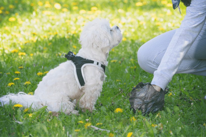 Pet Poop Bags, Black Plastic Garbage Bags, Cats & Dogs Poop Bags