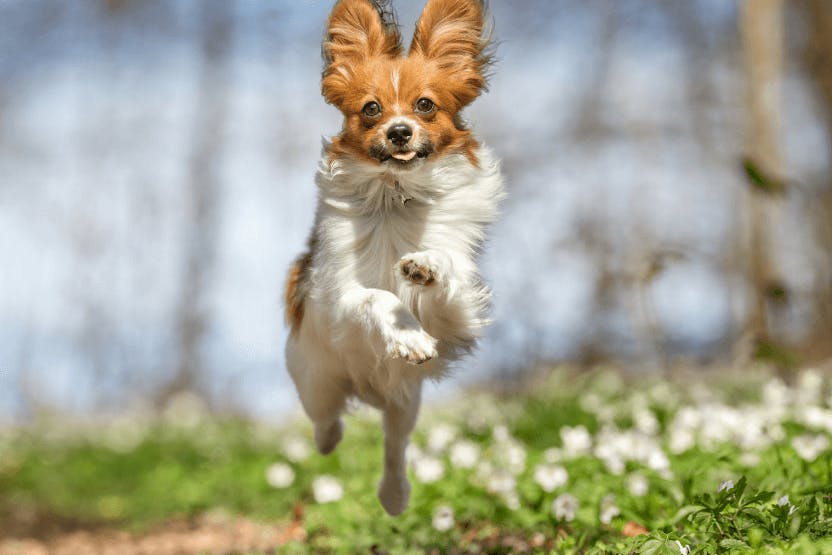 wellness-5-fun-training-sessions-to-get-your-dog-active-this-spring-hero-image