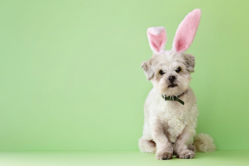 wellness-easter-hazards-to-watch-for-with-your-dog-hero-image