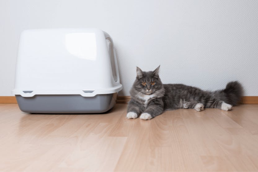 Eco cat litter outlet box