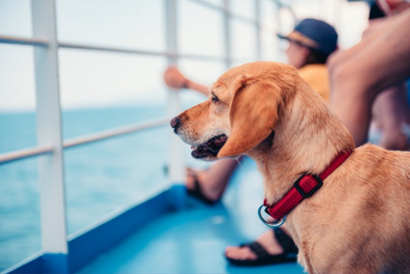 can you bring a dog on the staten island ferry