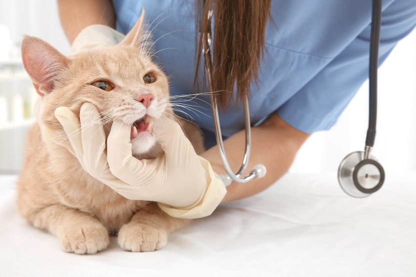 5 Common Dental Problems in Elderly Cats