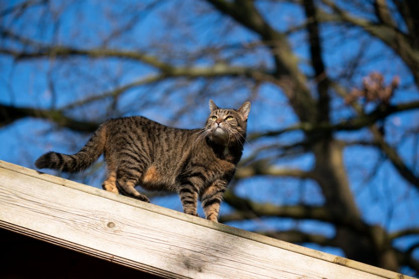 Letting your shop indoor cat outside