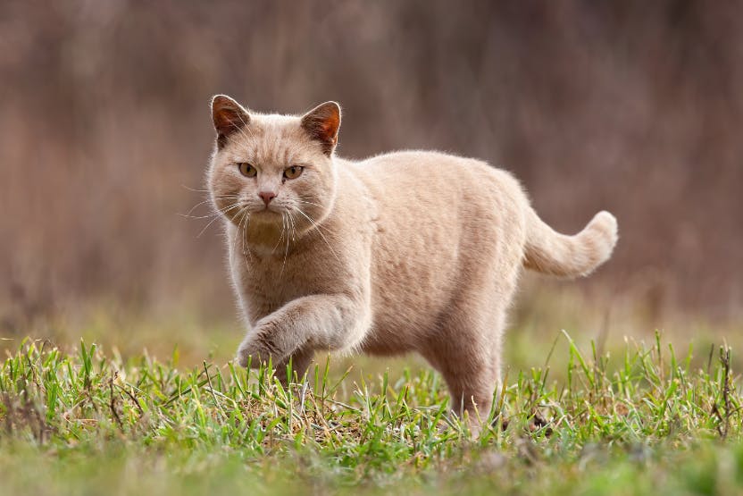 5-common-mobility-problems-in-elderly-cats