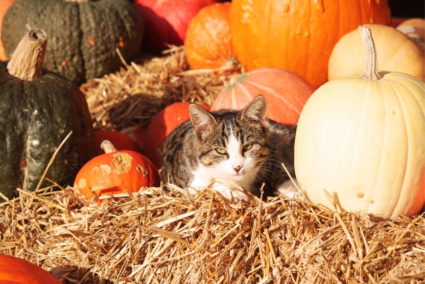 Feeding deals cats pumpkin