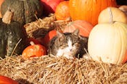 Can Cats Eat Pumpkin 