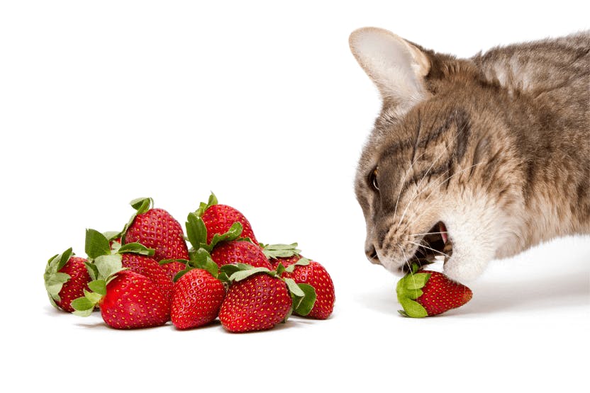 Can cats 2025 eat strawberry yogurt